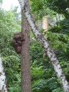 Заповедник Серебряный Бор 