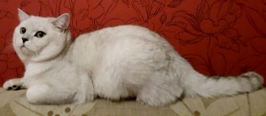 Британская кошка 