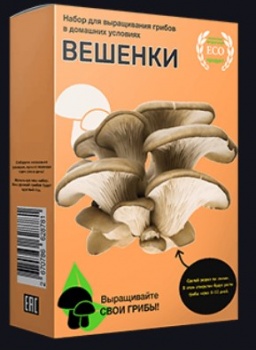 Домашняя грибница Вешенки