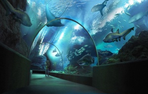 Океанариум в Бангкоке Siam Ocean World
