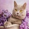 (Ann1) Анна