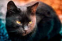 (Жужелицы) Жанна Аркадиевна