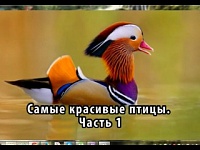(inna178) inna