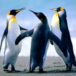 смартфон slmsung