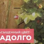 Фотофасады Яркая жизнь, Мой Мир