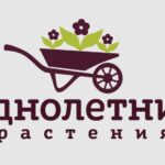 Однолетние растения — питомник растений в Москве